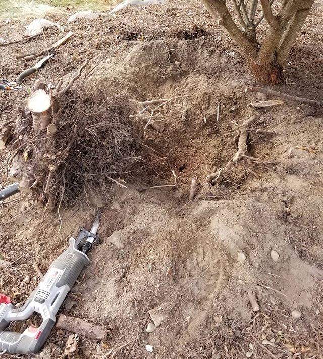 I was tearing out a few shrubs.  It got easier when I started to use the reciprocating saw to cut the roots.  This one was the toughest because I wanted to save the tree next to it.  The roots were tangled. ...#landscaping #diy #shrubs #homeownership