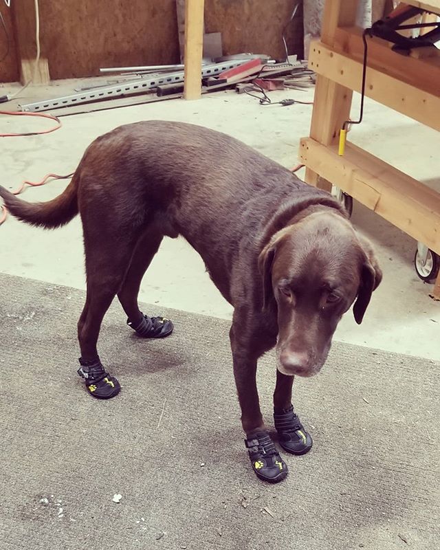 Diesel doesn't like his snow boots, but it's better than lifting his feet in the snow.