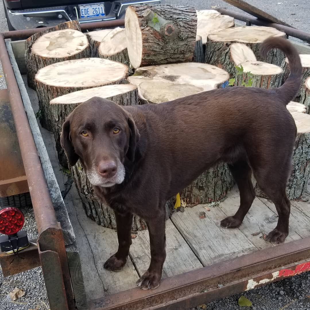 Load #1.  Never enough wood.  #wood #maple